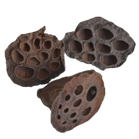 Exotická sušina
